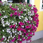 Fischgasthof Aumüller Inn Obermuhl